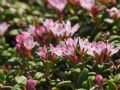 Kalmia procumbens